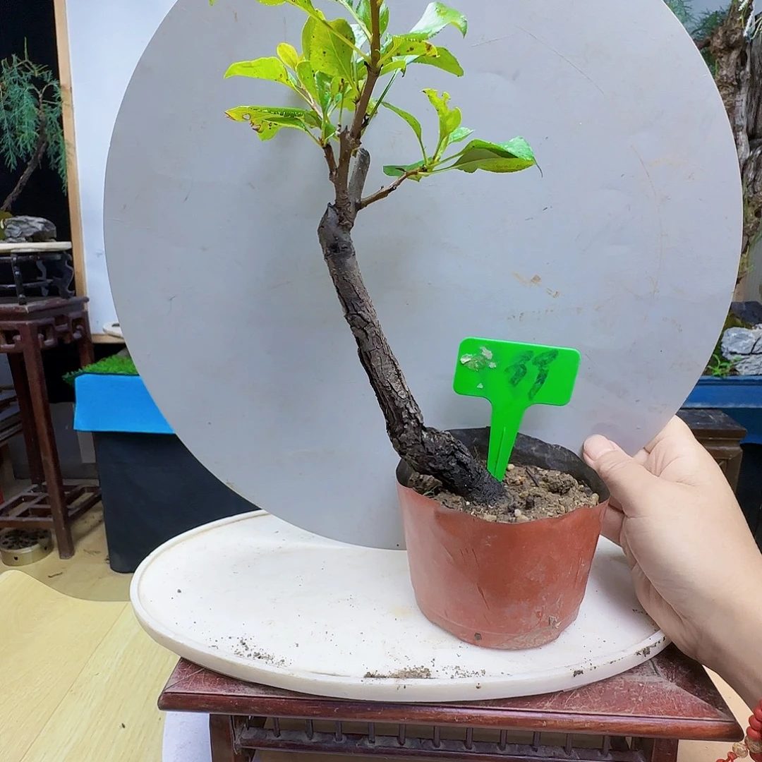 无***虫无花朵三春柳柽柳都包邮