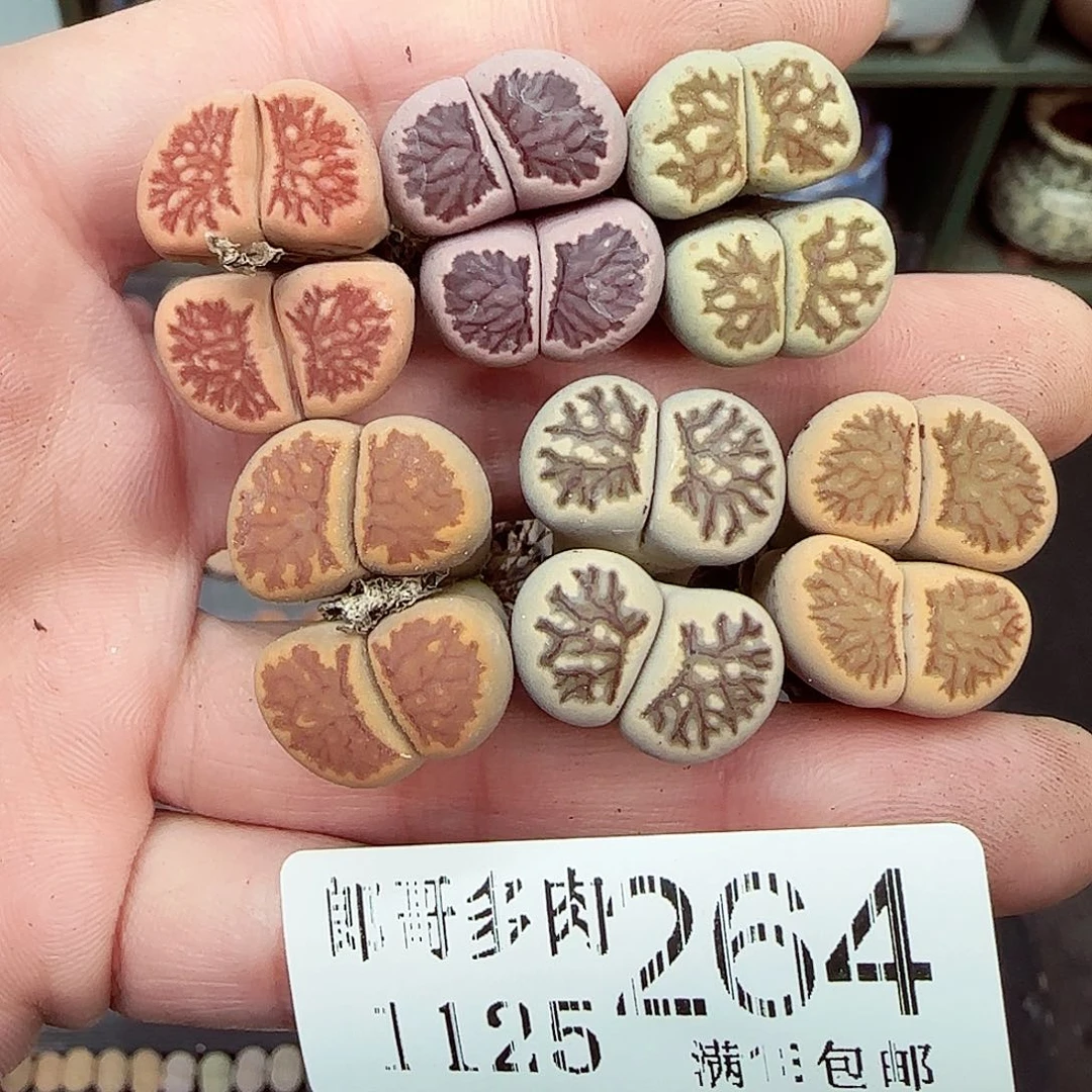 满满18包邮1125-264