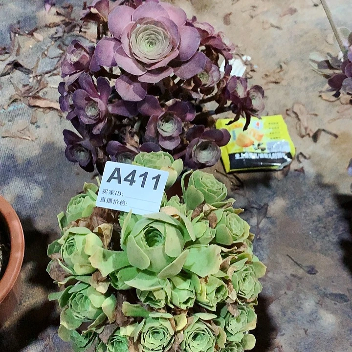 媚金玫瑰➕绿玫瑰法师441