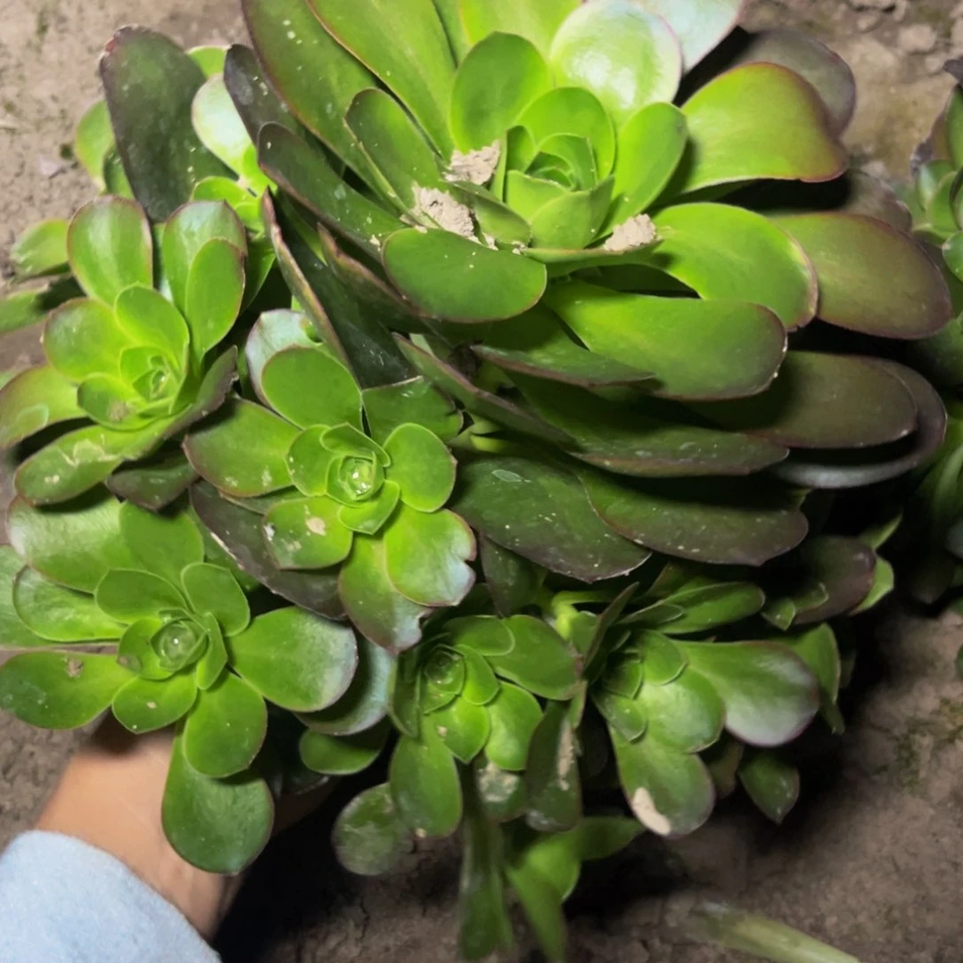 魅金多肉植物捧花的6