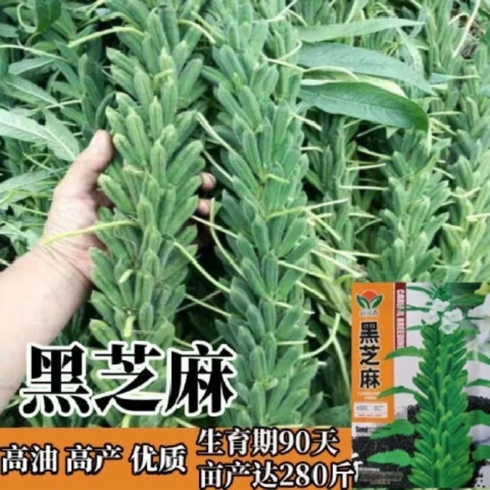 黑芝麻种子纯黑种子高油优质黑芝麻糊蔬菜种子四季黑芝麻种籽