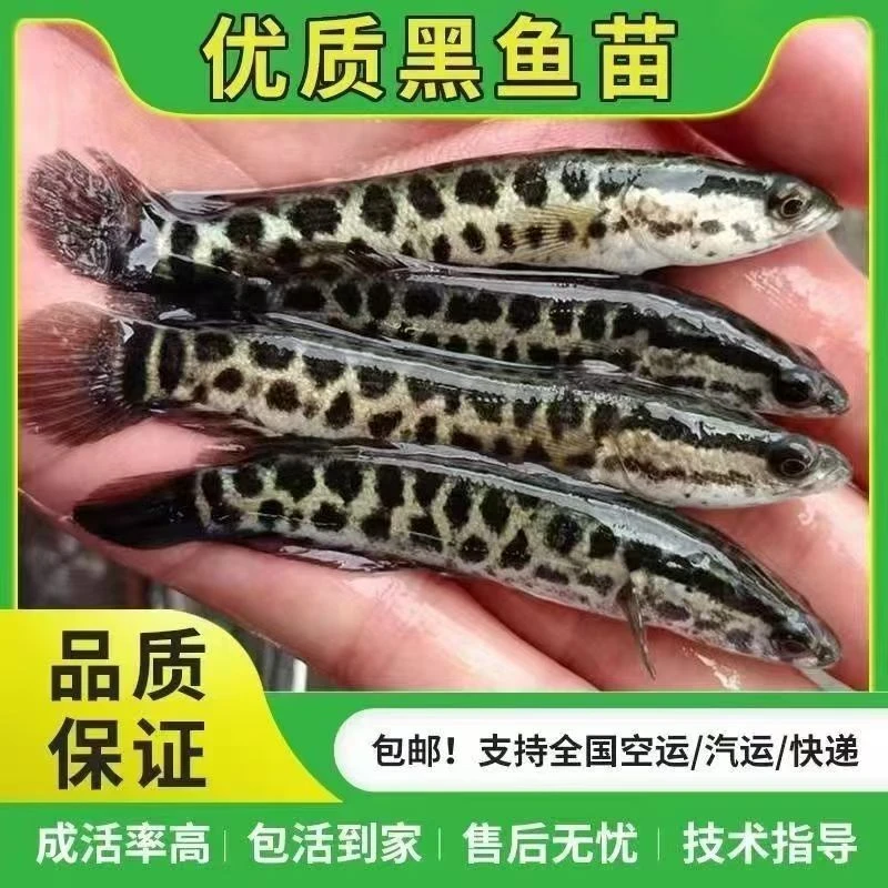 黑鱼鱼苗优质生鱼苗乌鱼苗淡水好养殖财鱼苗乌鳢鱼苗黑鱼苗