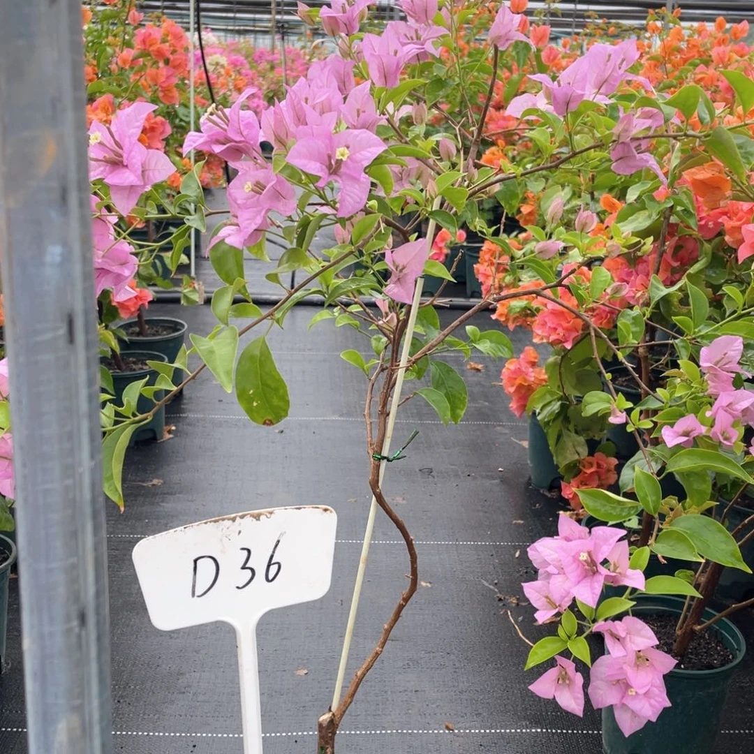 含***草大量花朵（建议范围：8朵-15朵 或40%以上）塞弗里D36