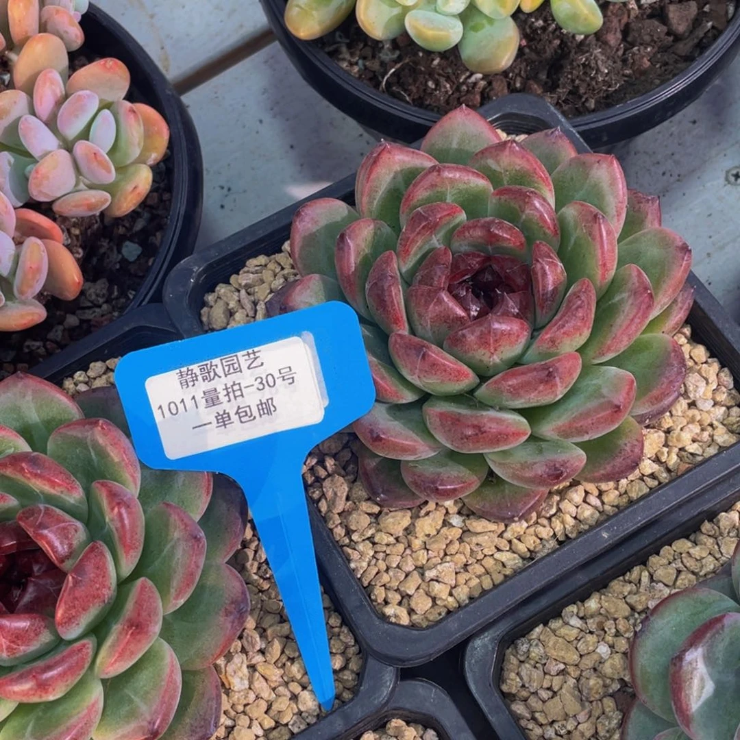 1011-30-红色魅影大单头一颗