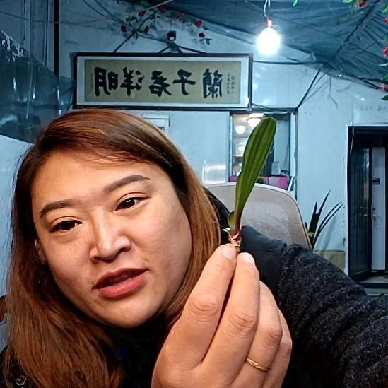 1***月十月一颗血彩粉39元