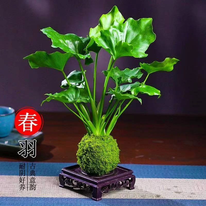春羽水培植物苔藓球春雨室内办公室耐阴绿植桌面盆栽花卉四季好养