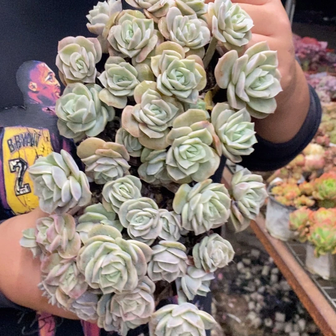 可爱玫瑰散装带盆土十头起发两盆