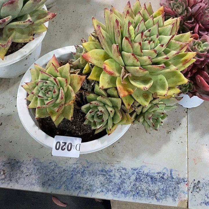 是***呀020乌木多肉植物多肉