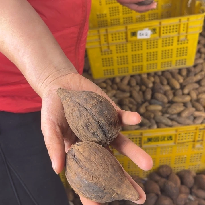 吊坠库克库克四十三号。