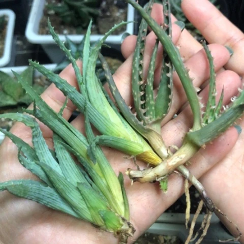 芦荟5颗一起发货哈哈哈哈