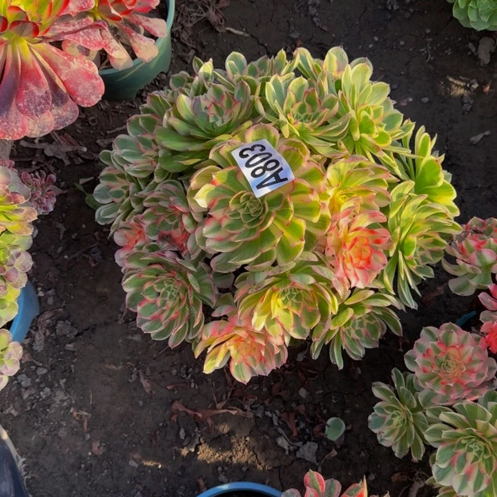 玉芙蓉花30-49包邮花花