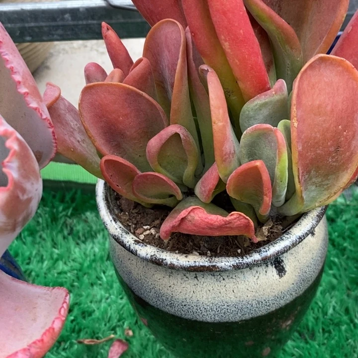 火狐狸整无砍多肉