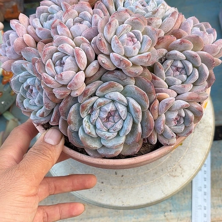 多肉植物一物一拍