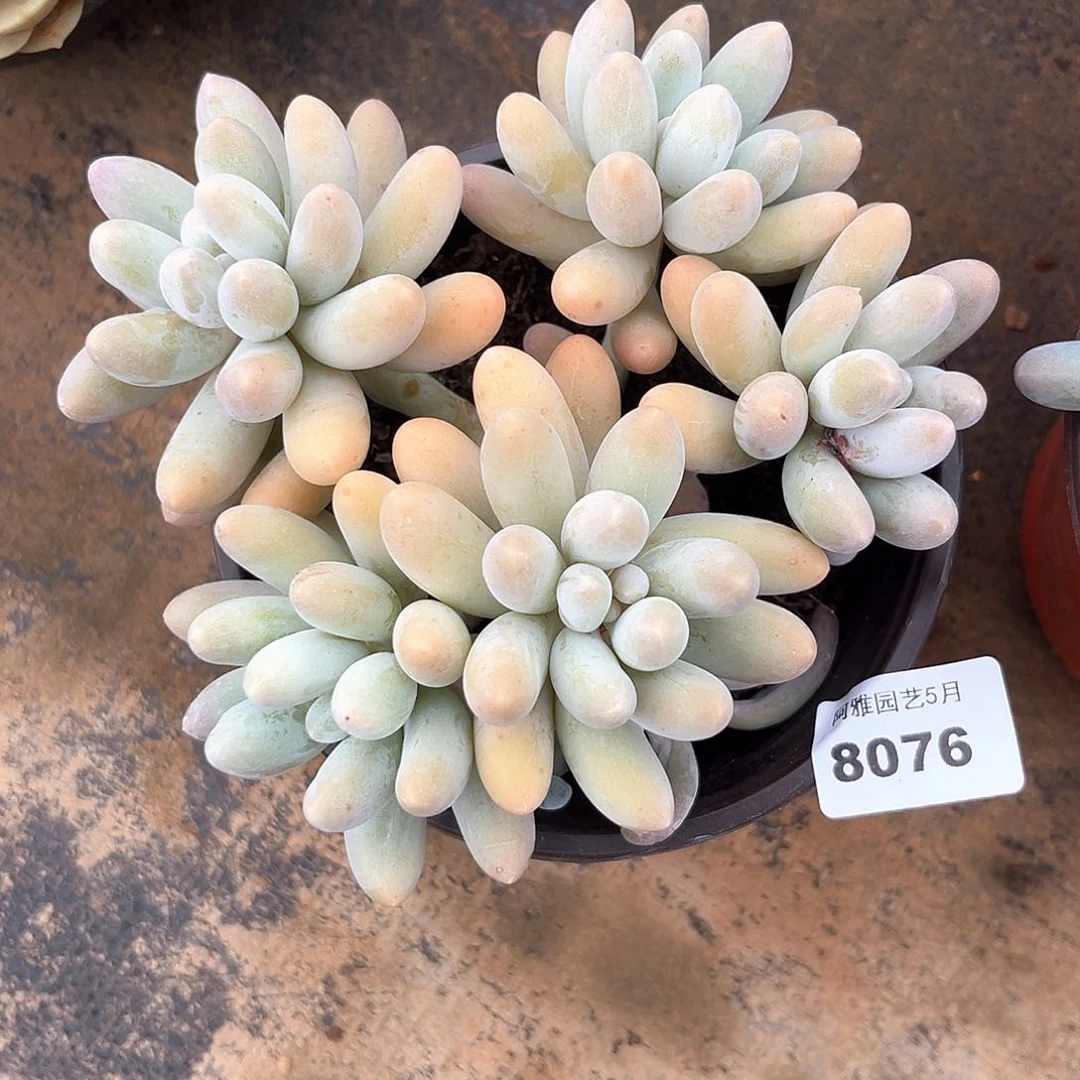 阿雅园艺。    8076