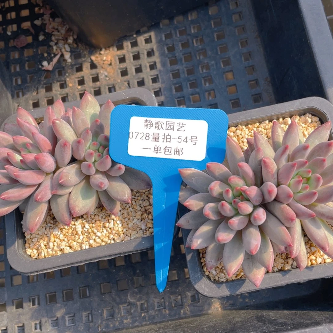0728-54-虞美人福利一颗