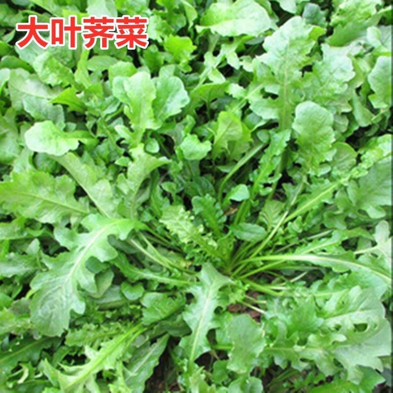 【大叶荠菜种子】荠荠菜野菜种籽阳台小院四季青菜农家蔬菜种子