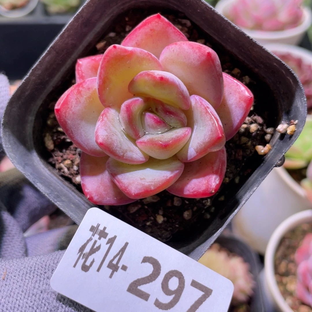 花利美14-297草莓泡芙