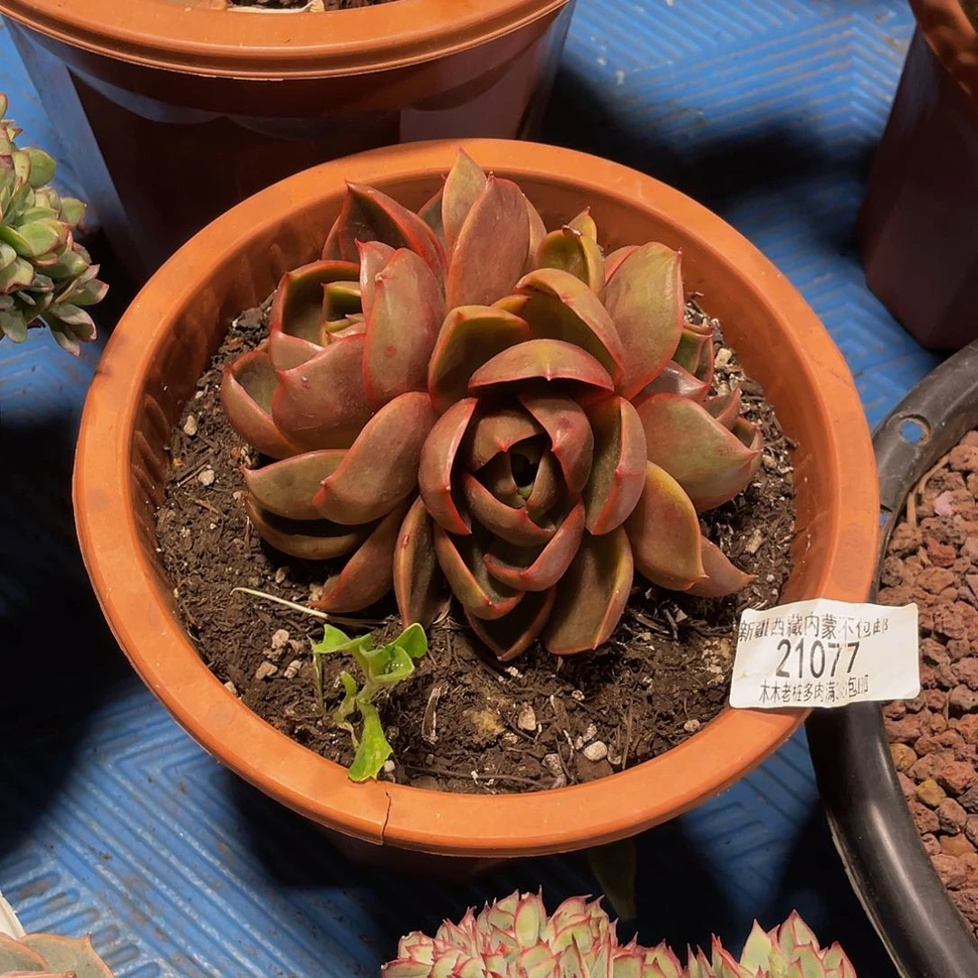 漫**光红灯21077多肉