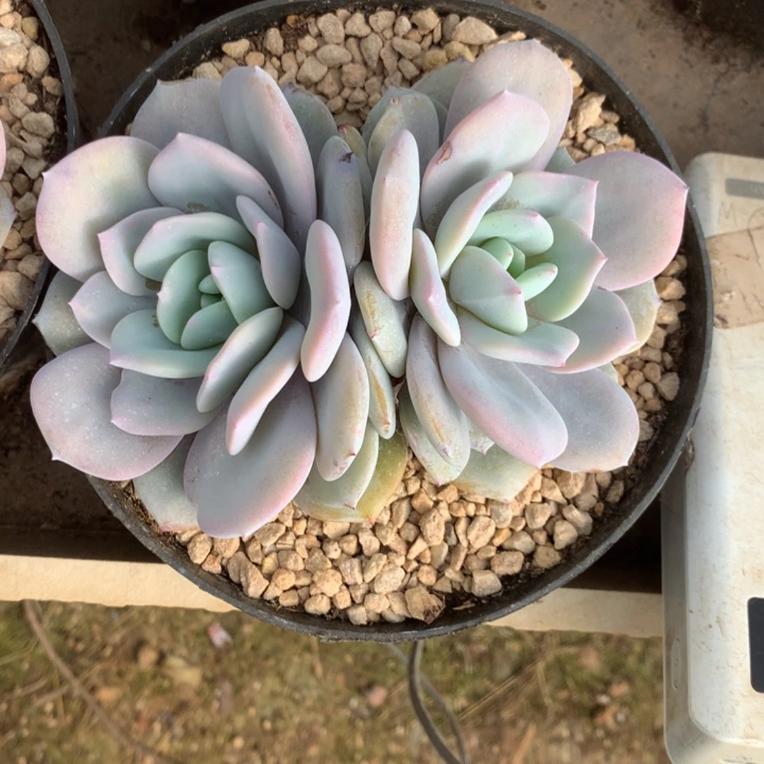 无花朵哈哈哈哈哈哈哈哈56