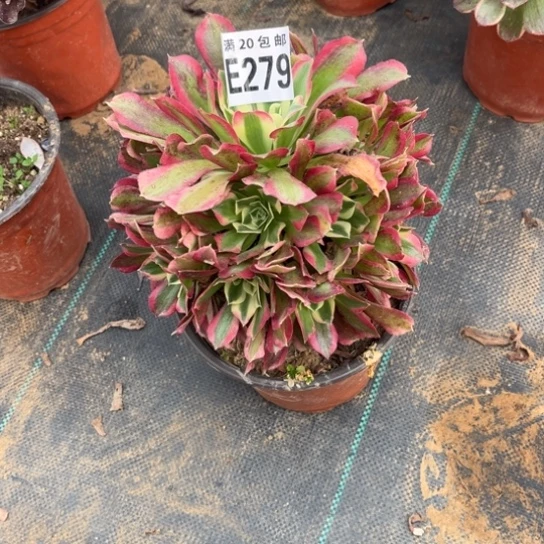 279白凤法师不包断枝