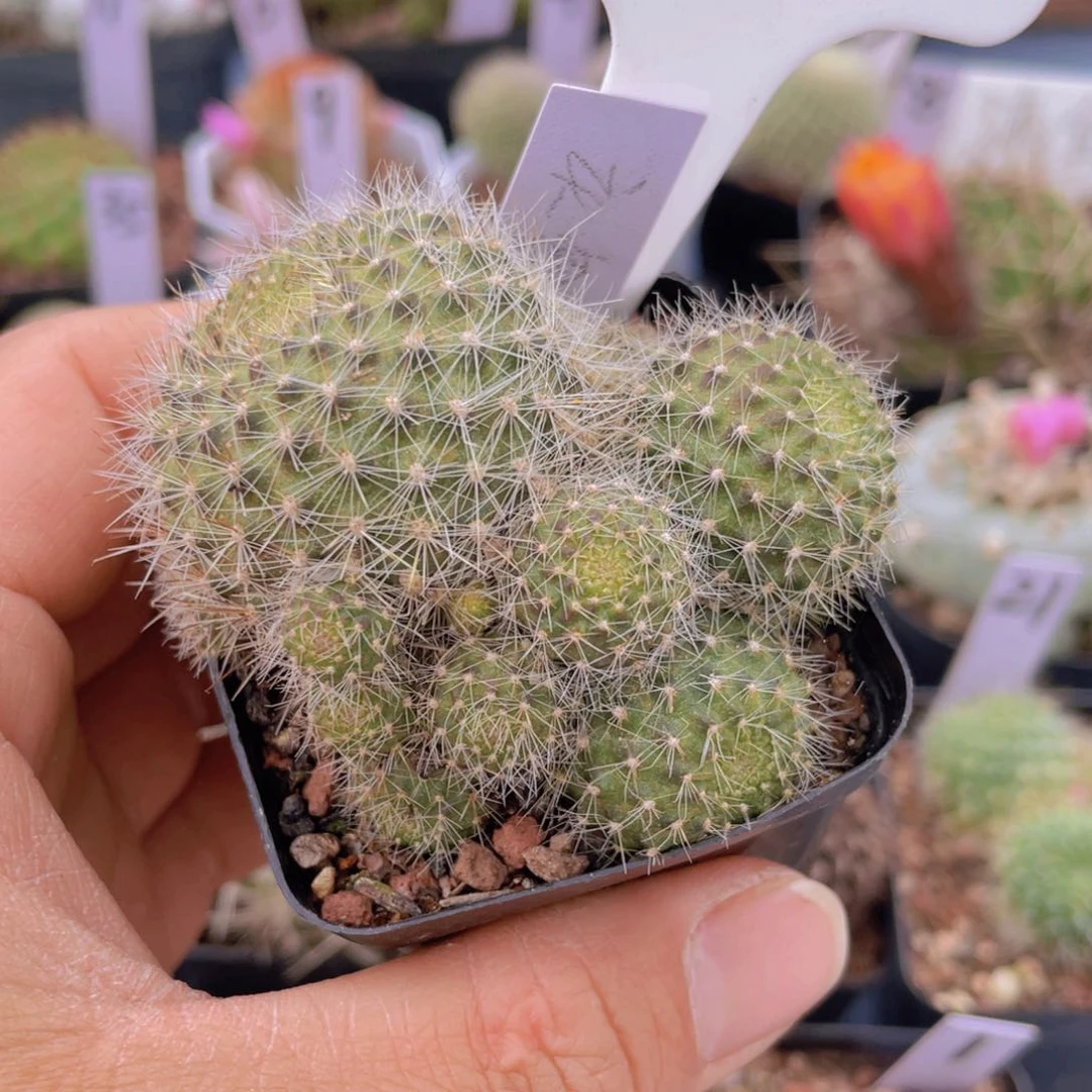 45往事多肉园仙人球