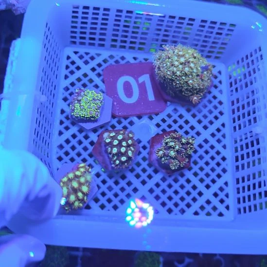 中国大陆01 框直播选货
