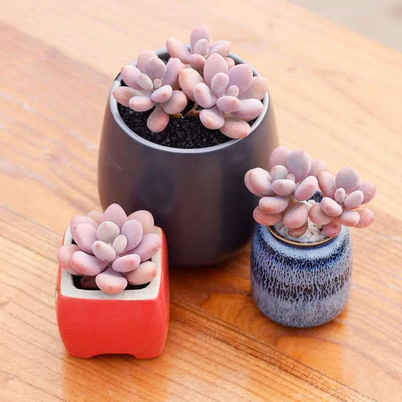 桃蛋老桩多群生多肉植物小盆栽桃之卵肉肉植物粉红色净化空气