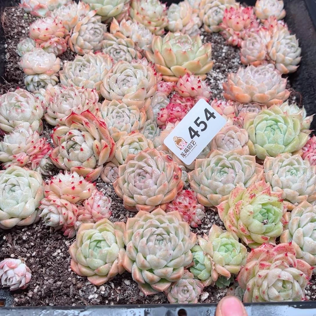 粒*多肉植物多肉植物