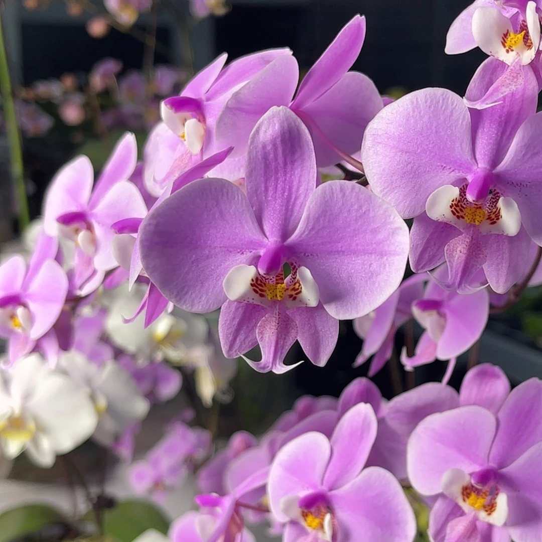 少量花朵（建议范围：2朵-5朵 或40%以下）编号965西蕾丽雪樱