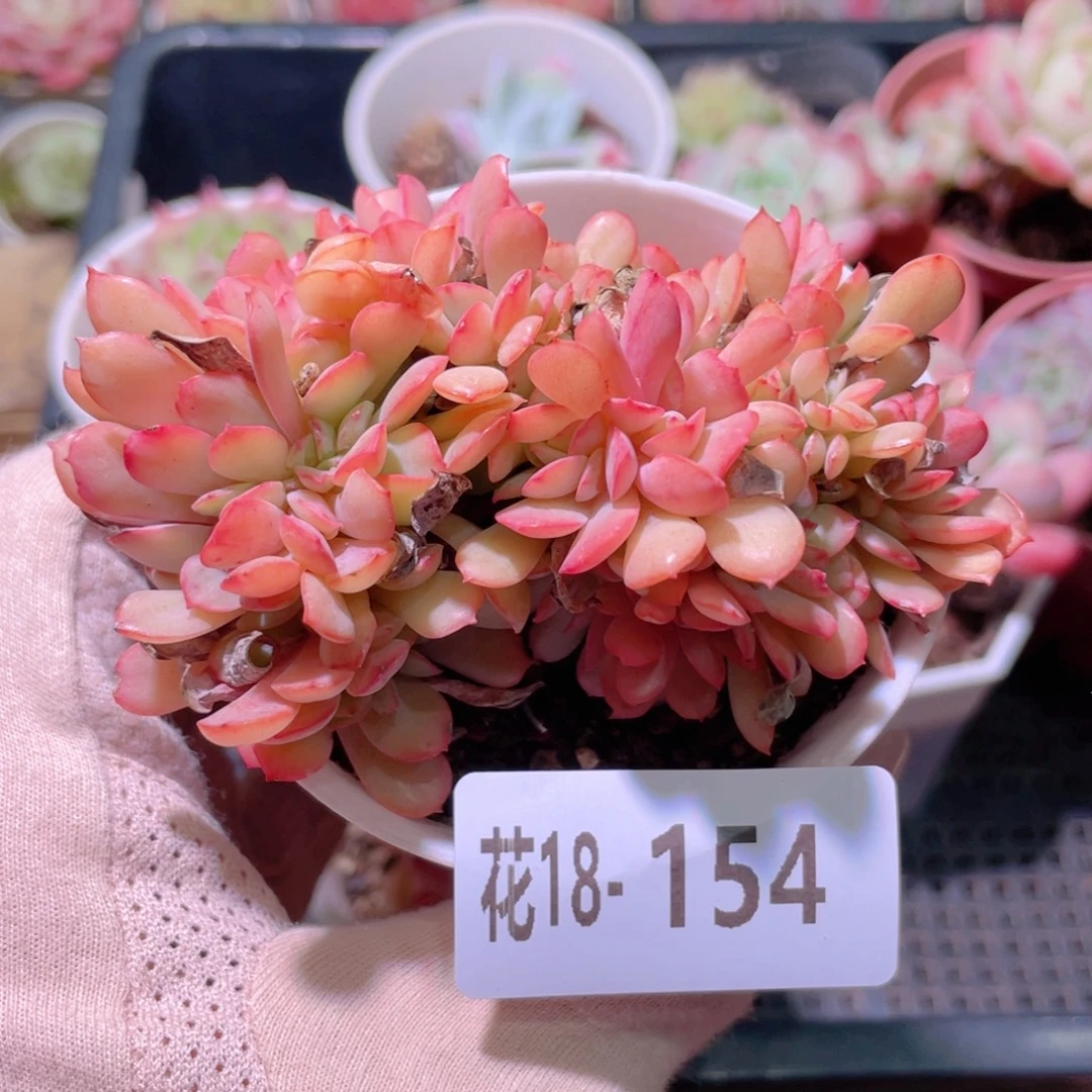 花利美18-154春桃缀化