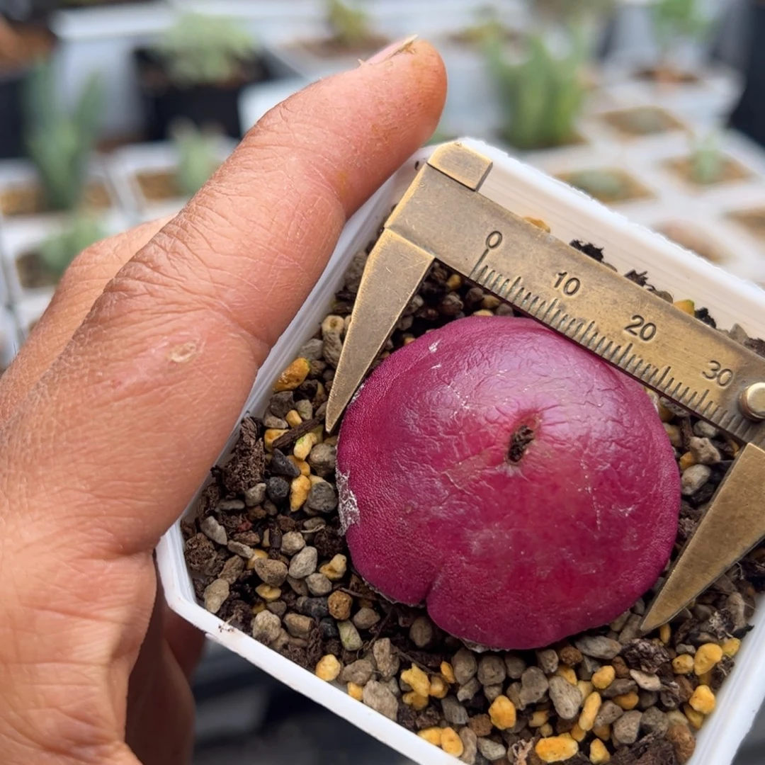 12.19老母本灯泡多肉植物22