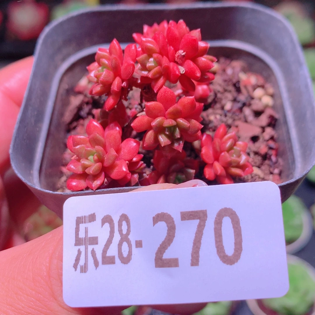 乐然28-270 小玉群