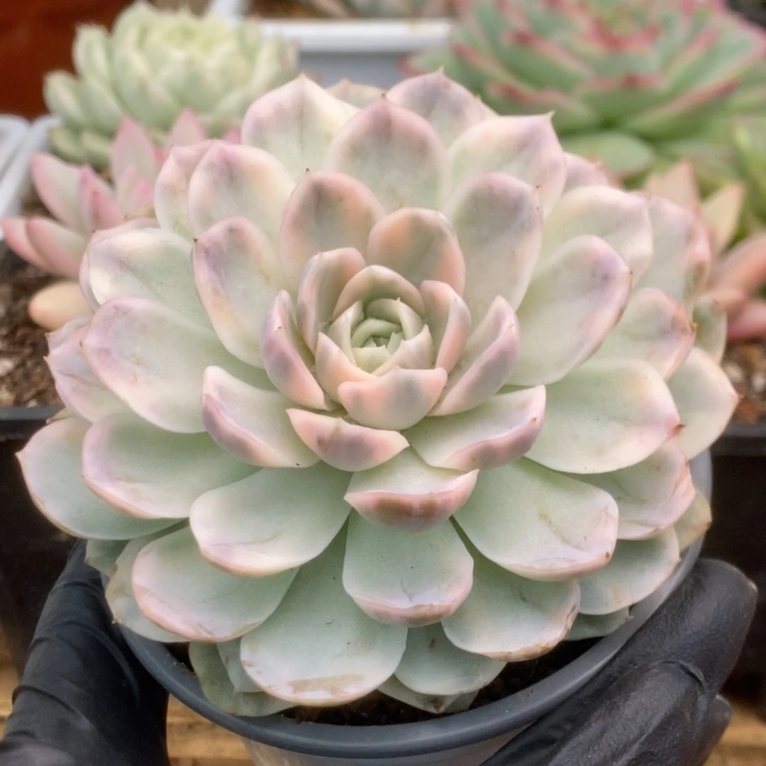 054雪球锦锦锦锦锦锦