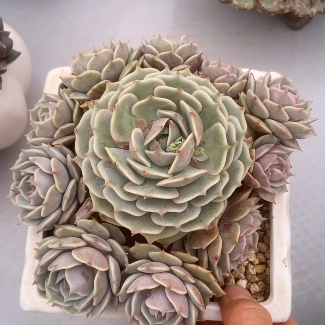 露娜莲多肉多肉多肉多