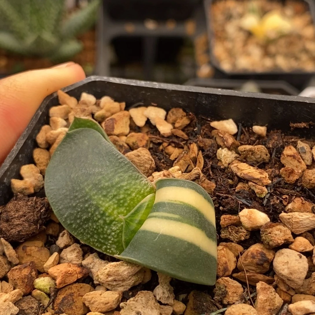 494卧牛多肉植物