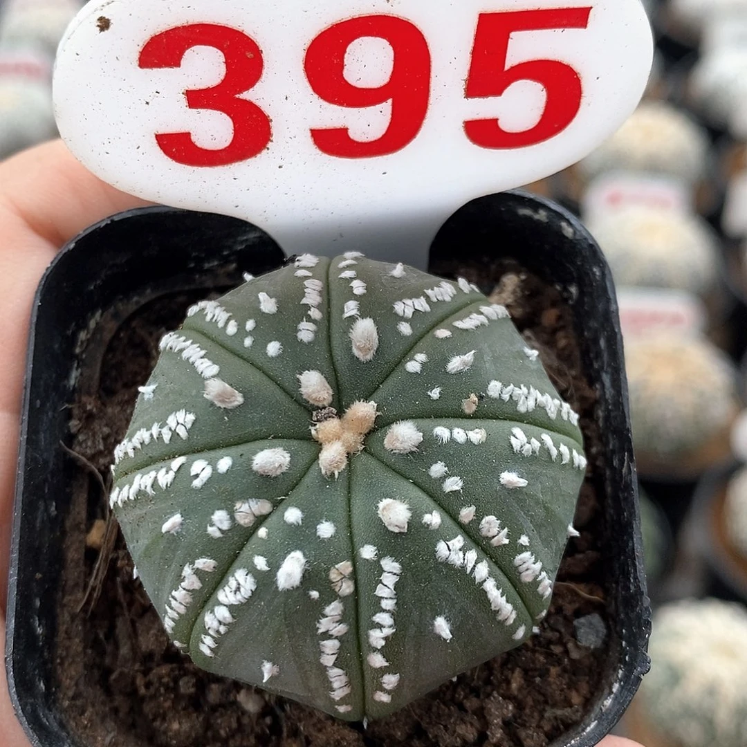 395美纹海星福利来啦