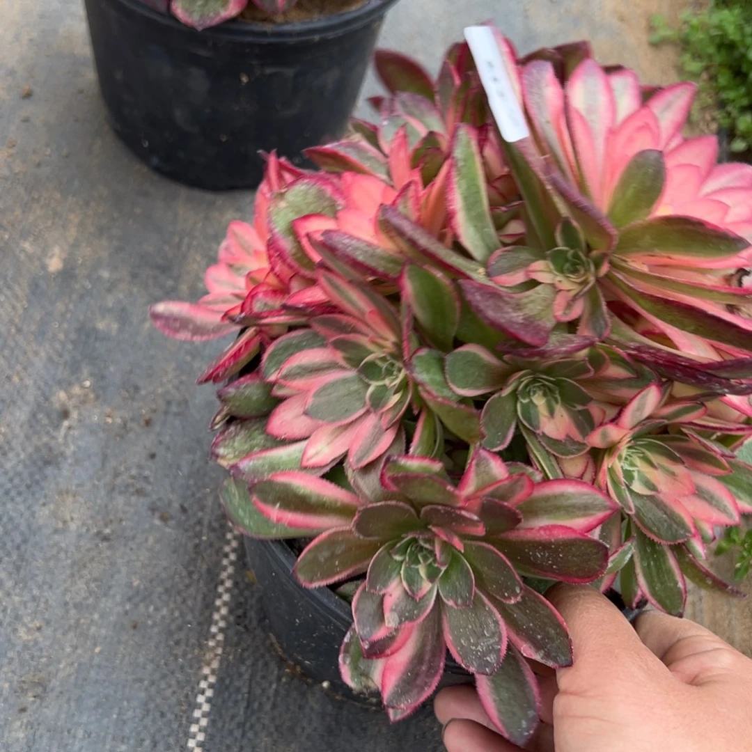 235黑魔锦多肉植物