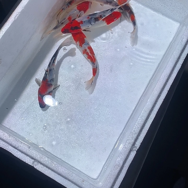 用***9锦鲤锦鲤活鱼开箱包活