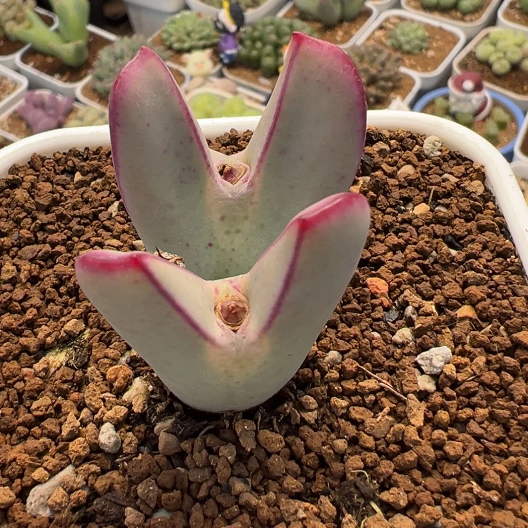 054多肉植物种类多样