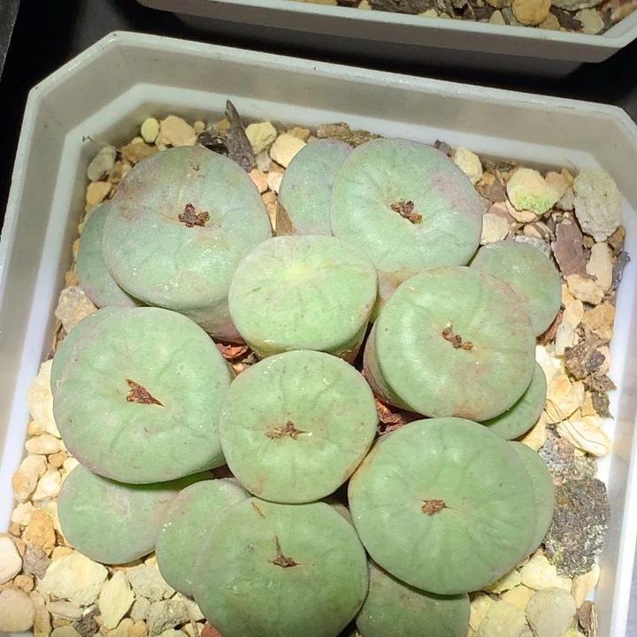 精品多肉植物精品多肉