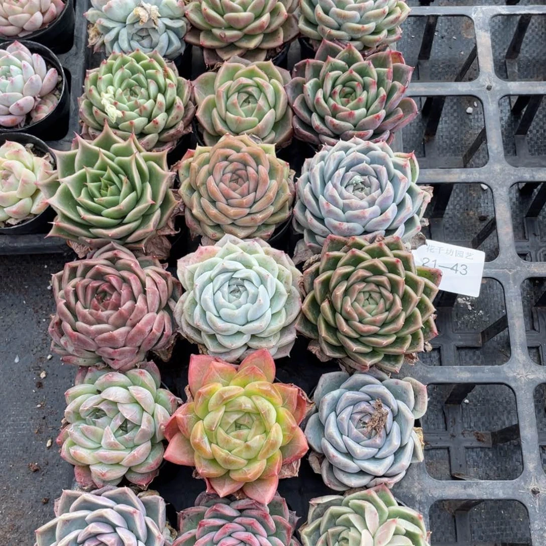 一物一拍18棵21-43