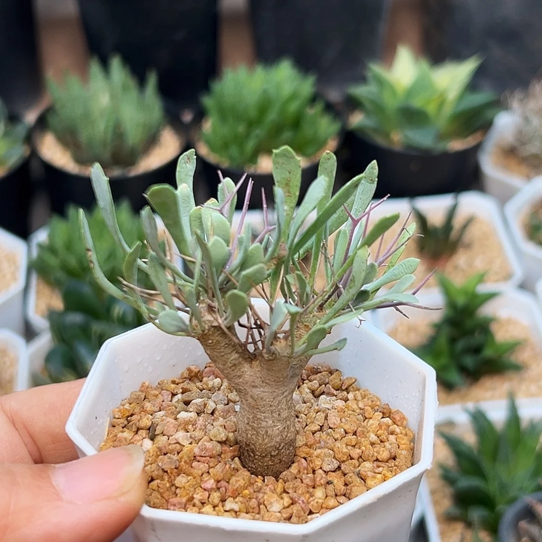 黑鬼殿厚敦菊一颗