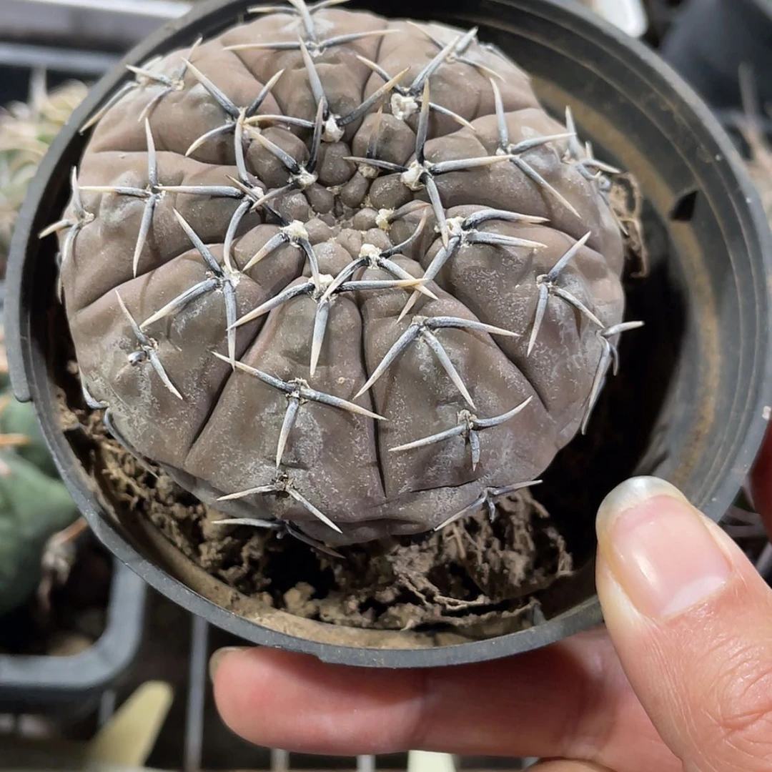 【闪购商品】怪龙丸实生66666