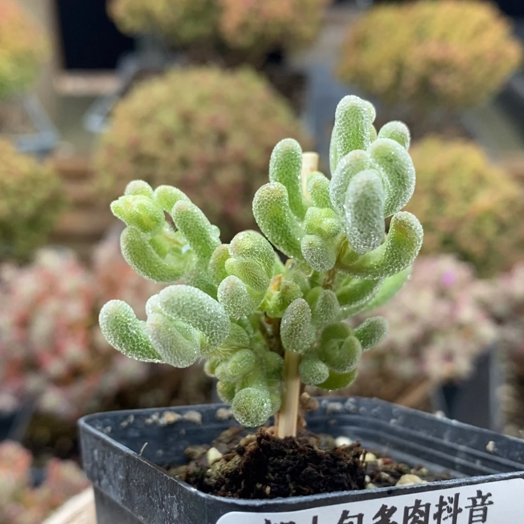 奇*白闪光5954枝干番杏