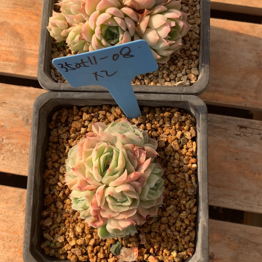 闺*350511-08杂交2不包整