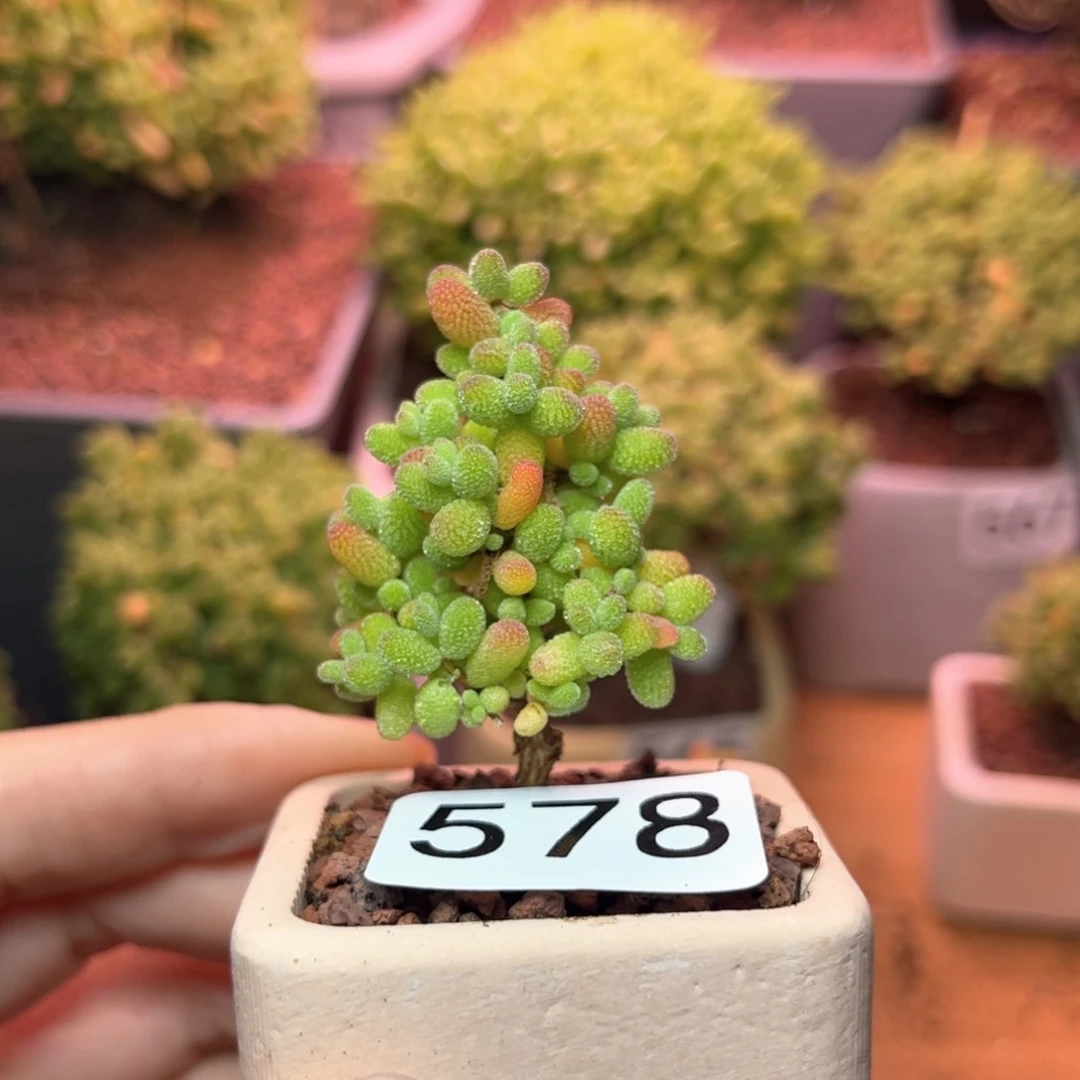 578金桔可爱多肉植物