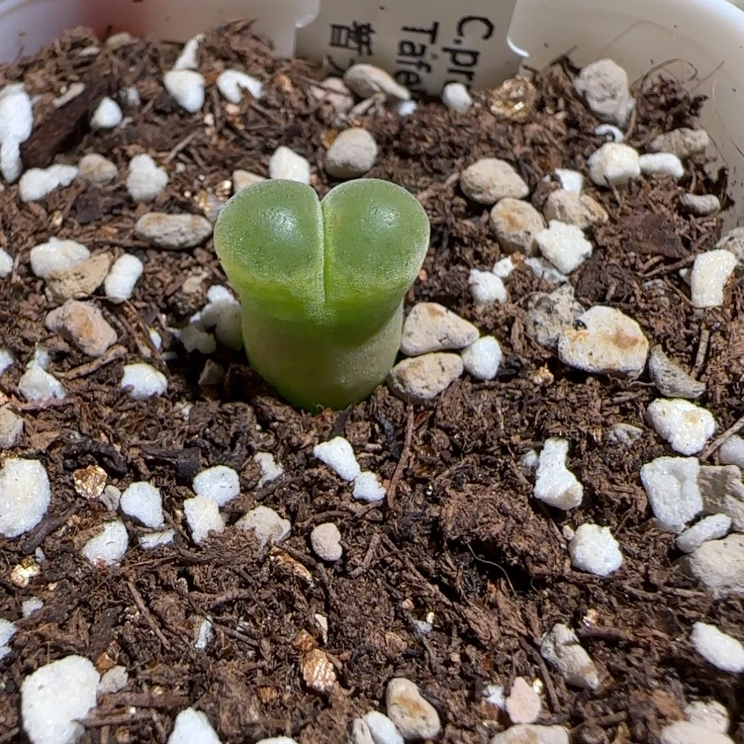 肉锥多肉植物组合-温莎城堡1215