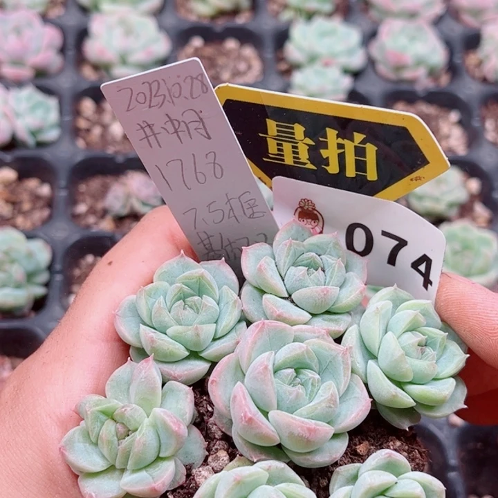 多肉植物多肉植物