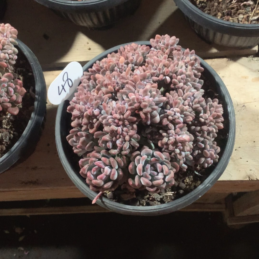 多肉植物多肉植物灯美人缀