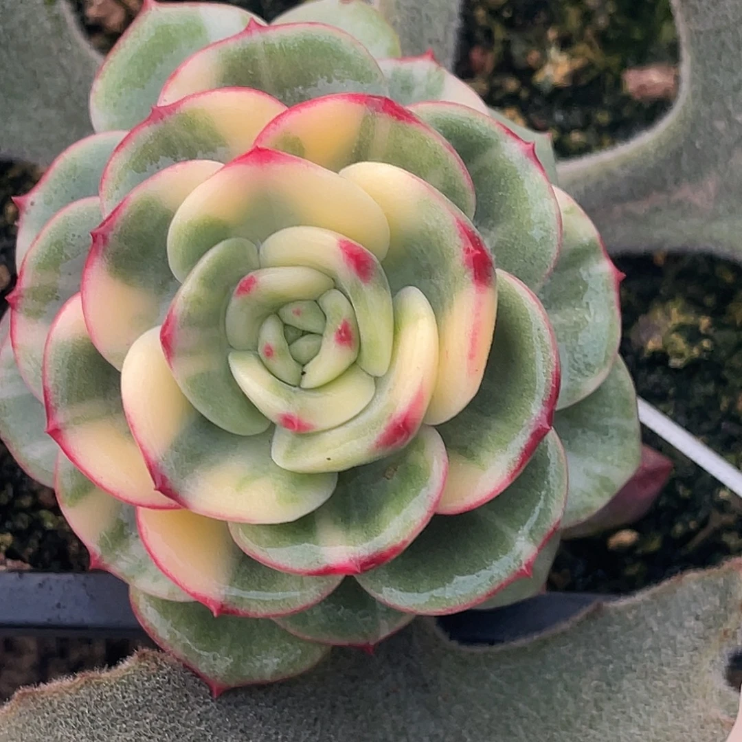 尚品园艺福利锦可落地8361